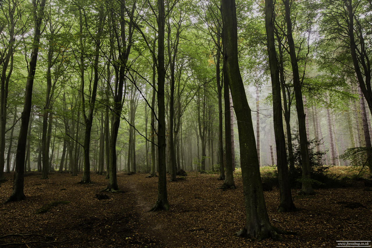 Norfolk Landscape Photography - Bacton Wood Mist