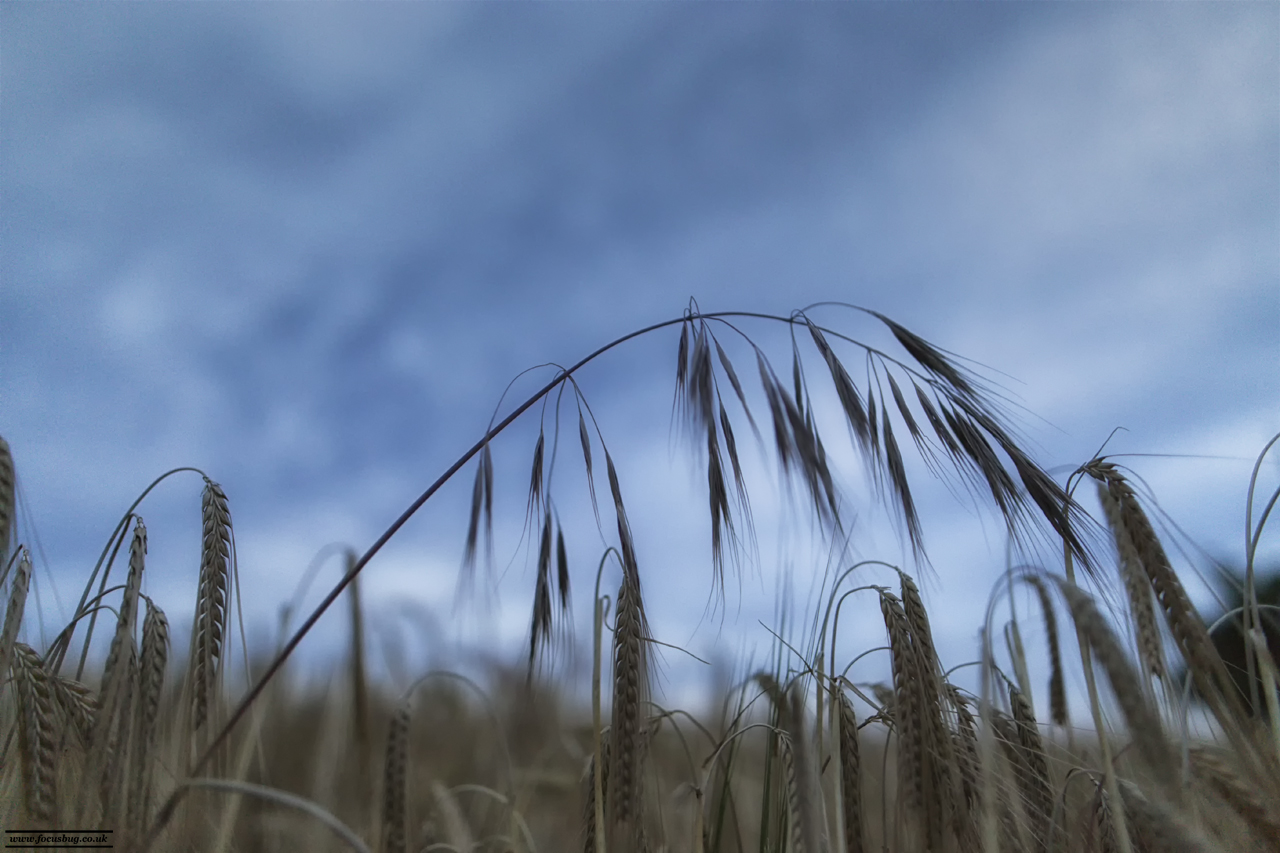 Norfolk Landscape Photography - Barley field