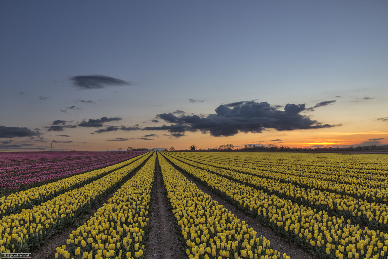 Norfolk Landscape Photography - Norfolk Tulips Sunset