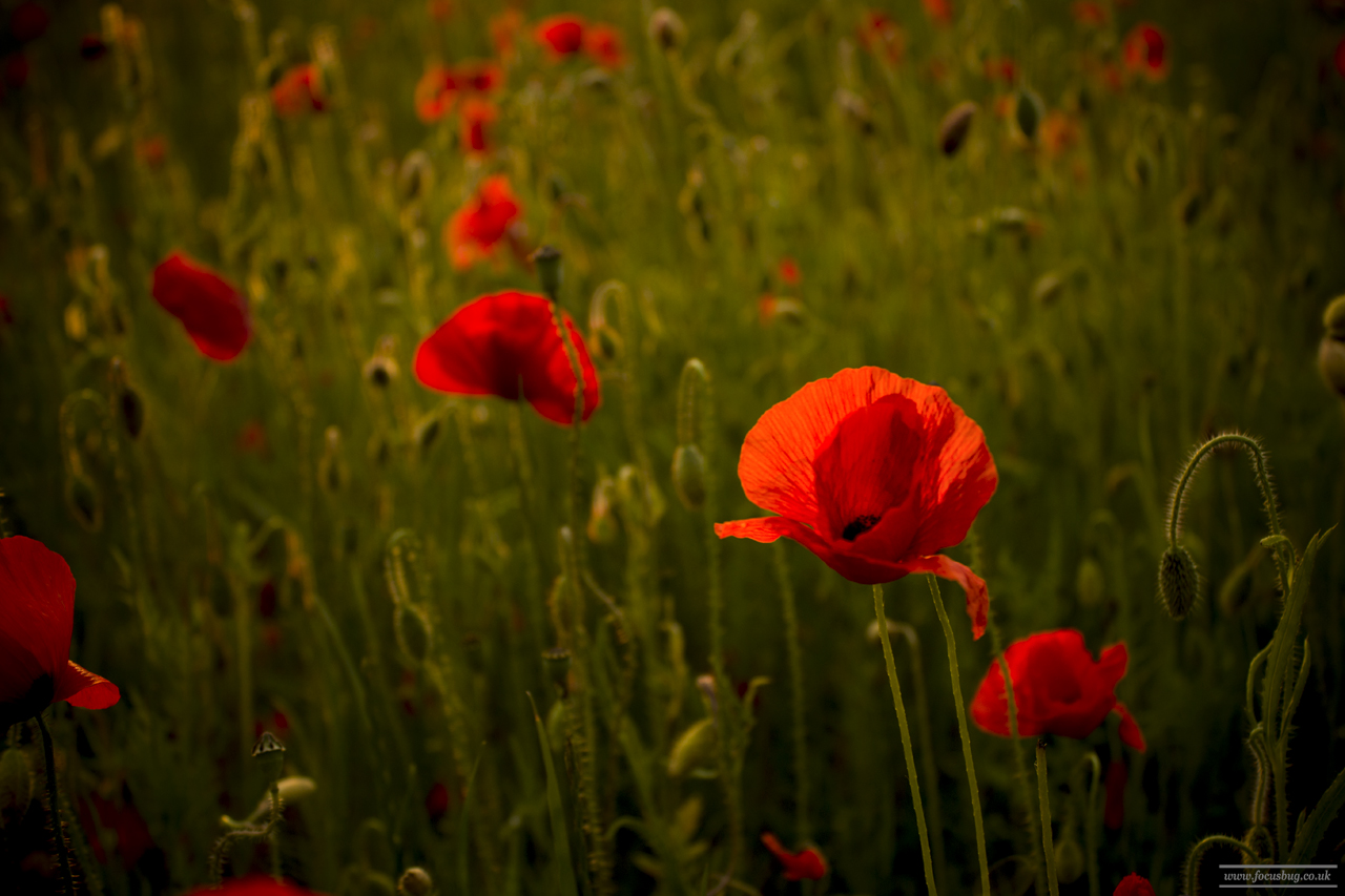 Norfolk Landscape Photography - Poppies at sunset